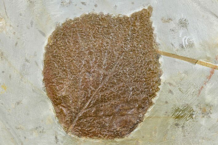 Fossil Leaf (Davidia) - Montana #113257